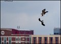 _1SB0533 eagle aerobatics